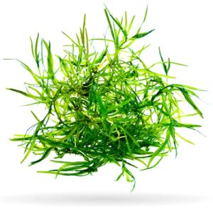 guppy grass (+free bonus plant) live aquatic plant for aquarium (najas guadalupensis)