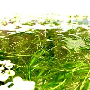 Guppy Grass (+Free Bonus Plant) Live Aquatic Plant for Aquarium (Najas Guadalupensis)