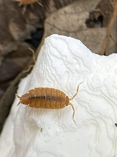 Isopod Depot Live Powder Orange Isopods Porcellionides Pruinosus Bioactive Cleanup Crew