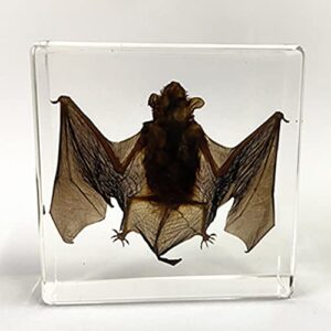 bat specimens encased in resin paperweight biology anatomy preschool lab educational teaching toy