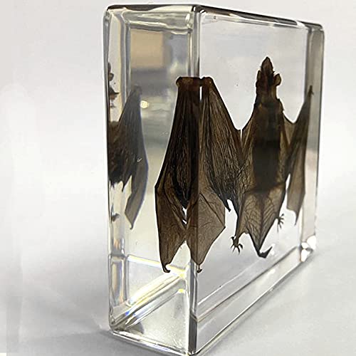 Bat Specimens Encased in Resin Paperweight Biology Anatomy Preschool Lab Educational Teaching Toy