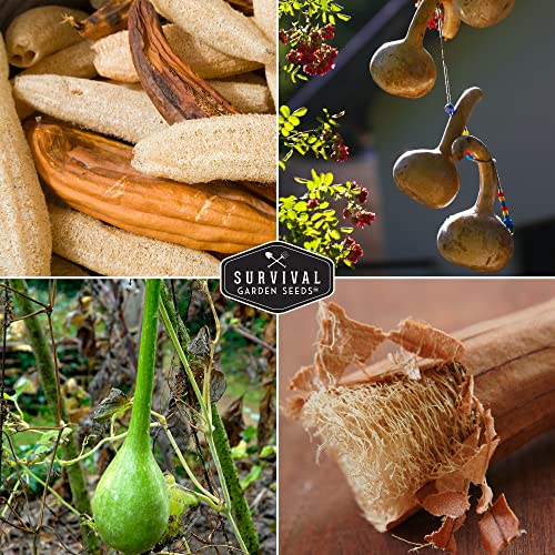 Dipper & Luffa Gourd Seeds to Plant - Loofah & Dipper Variety Gourds - Non-GMO Heirloom Seed Varieties for Planting & Growing Ornamental & Craft Gourds in The Vegetable Garden - Survival Garden Seeds