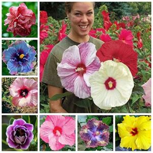 100+ pcs mixed hibiscus seeds giant flowers perennial flower - ships from iowa, usa