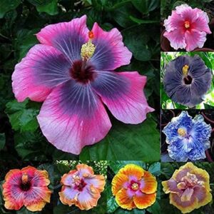 100+ Pcs Mixed Hibiscus Seeds Giant Flowers Perennial Flower - Ships from Iowa, USA