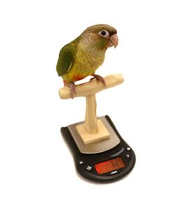 mini nu perch parakeet training scale - small parrots & parakeets