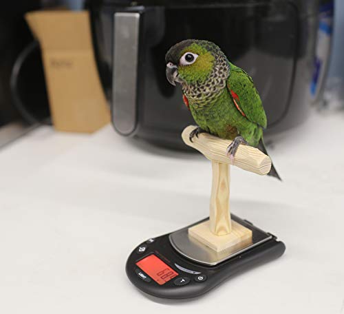 Mini NU Perch Parakeet Training Scale - Small Parrots & Parakeets