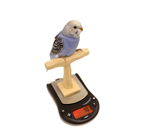 Mini NU Perch Parakeet Training Scale - Small Parrots & Parakeets