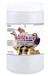 pampered chicken mama organic chicken kelp: chicken vitamins supplement & duck feed supplement 1lb