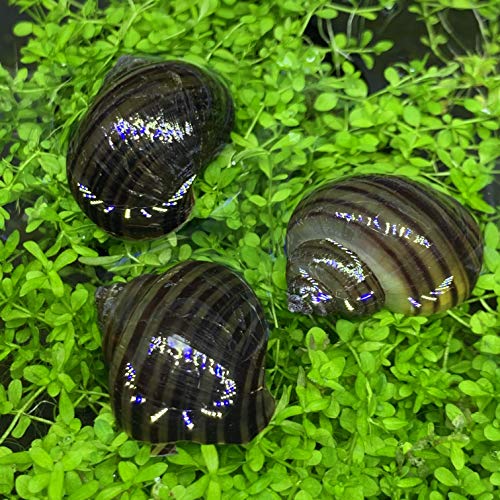 Shore Aquatic LLC Black Mystery Snails 3 PK (Pomacea Bridgesii) with Java Moss - Insulated Priority Mail