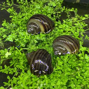 Shore Aquatic LLC Black Mystery Snails 3 PK (Pomacea Bridgesii) with Java Moss - Insulated Priority Mail