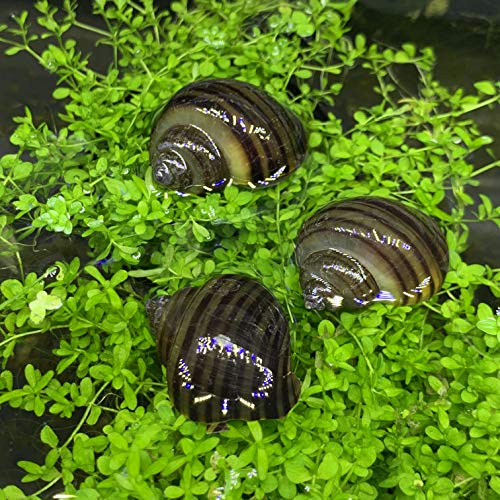 Shore Aquatic LLC Black Mystery Snails 3 PK (Pomacea Bridgesii) with Java Moss - Insulated Priority Mail