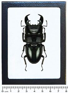 bicbugs dorcus titanus yasuokai stag beetle malaysia framed