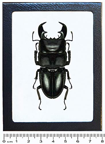 BicBugs Dorcus titanus yasuokai stag Beetle Malaysia Framed