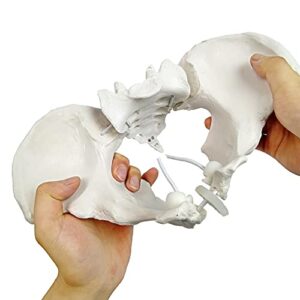 evotech flexible female pelvis model on elastic, life size female pelvic skeleton model w/bungee, anatomy medical model for science education, midwife in obstetrics, gynecology & patent communication