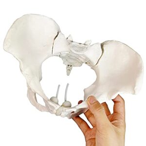 Evotech Flexible Female Pelvis Model On Elastic, Life Size Female Pelvic Skeleton Model W/Bungee, Anatomy Medical Model for Science Education, Midwife in Obstetrics, Gynecology & Patent Communication