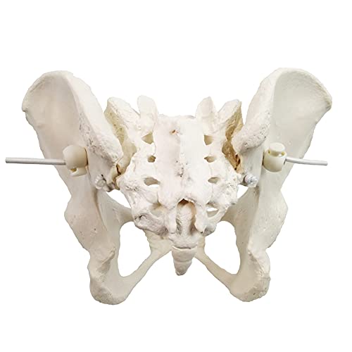 Evotech Flexible Female Pelvis Model On Elastic, Life Size Female Pelvic Skeleton Model W/Bungee, Anatomy Medical Model for Science Education, Midwife in Obstetrics, Gynecology & Patent Communication