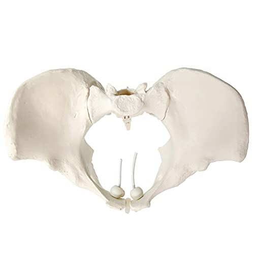 Evotech Flexible Female Pelvis Model On Elastic, Life Size Female Pelvic Skeleton Model W/Bungee, Anatomy Medical Model for Science Education, Midwife in Obstetrics, Gynecology & Patent Communication