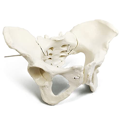 Evotech Flexible Female Pelvis Model On Elastic, Life Size Female Pelvic Skeleton Model W/Bungee, Anatomy Medical Model for Science Education, Midwife in Obstetrics, Gynecology & Patent Communication