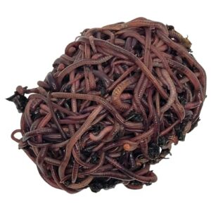 homegrownworms.com - 500+ (1/2 lb) live red wiggler worms + free care sheet! sustainably raised - fast live delivery guaranteed! vermicomposting garden wrigglers eisenia fetida