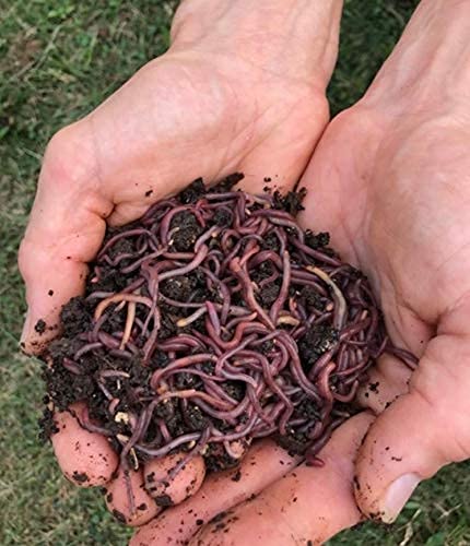 HomeGrownWorms.com - 500+ (1/2 LB) Live Red Wiggler Worms + Free Care Sheet! Sustainably Raised - Fast Live Delivery Guaranteed! Vermicomposting Garden Wrigglers Eisenia Fetida