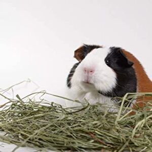 High Desert 2nd Cutting Timothy Grass Hay for Guinea Pigs, Rabbits, and More Small Animal Pets