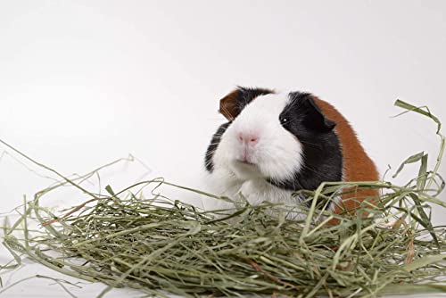 High Desert 2nd Cutting Timothy Grass Hay for Guinea Pigs, Rabbits, and More Small Animal Pets