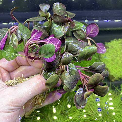 Lobelia Cardinalis Cardinal Plant Dwarf Live Aquarium