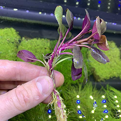 Lobelia Cardinalis Cardinal Plant Dwarf Live Aquarium