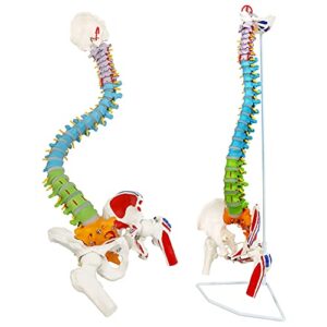new horizon scientific spinal cord model,skeleton model -34" life size spinal column model with vertebrae, nerves, arteries, lumbar column, and male pelvis, includes stand (good after-sales)