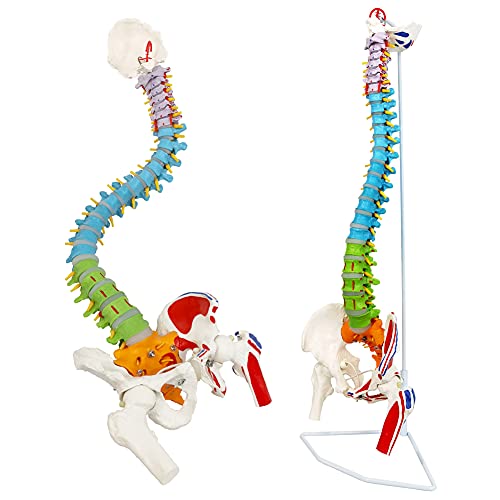 NEW HORIZON Scientific Spinal Cord Model,Skeleton Model -34" Life Size Spinal Column Model with Vertebrae, Nerves, Arteries, Lumbar Column, and Male Pelvis, Includes Stand (Good After-Sales)