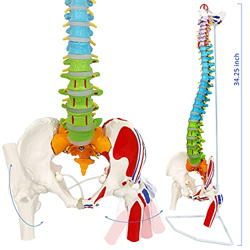 NEW HORIZON Scientific Spinal Cord Model,Skeleton Model -34" Life Size Spinal Column Model with Vertebrae, Nerves, Arteries, Lumbar Column, and Male Pelvis, Includes Stand (Good After-Sales)