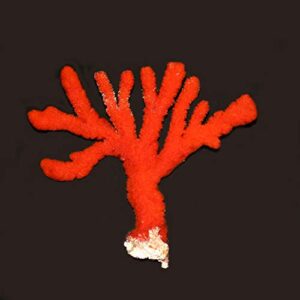 generic, live red sponge frag coral reef saltwater marine aquatic