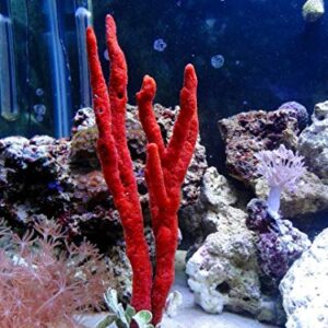 Generic, Live Red Sponge Frag Coral Reef Saltwater Marine Aquatic