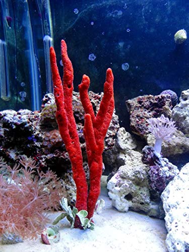 Generic, Live Red Sponge Frag Coral Reef Saltwater Marine Aquatic