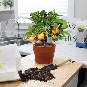 Citrus Tree Potting Soil Mix (8 Quarts), Special Blend for Indoor Oranges, Lemons, Limes and More