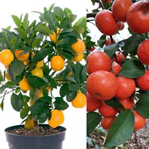 20+ Mandarin Orange Tree Seeds Dwarf Edible Fruit Citrus Fruit Plant Outdoor Plants Bonsai