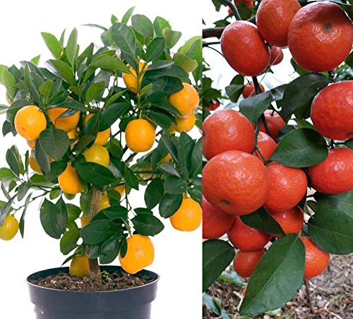 20+ Mandarin Orange Tree Seeds Dwarf Edible Fruit Citrus Fruit Plant Outdoor Plants Bonsai