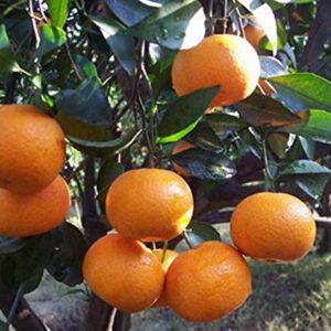 20+ Mandarin Orange Tree Seeds Dwarf Edible Fruit Citrus Fruit Plant Outdoor Plants Bonsai