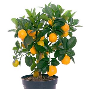 20+ Mandarin Orange Tree Seeds Dwarf Edible Fruit Citrus Fruit Plant Outdoor Plants Bonsai