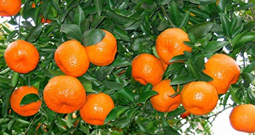 20+ Mandarin Orange Tree Seeds Dwarf Edible Fruit Citrus Fruit Plant Outdoor Plants Bonsai