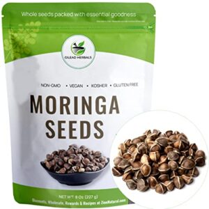 gilead herbals moringa seeds - 1000+ seeds approx.- wingless seeds - pkm1 variety - 8 oz - snacking - planting - moringa oleifera seeds - malunggay - semillas de moringa - drumstick - non-gmo