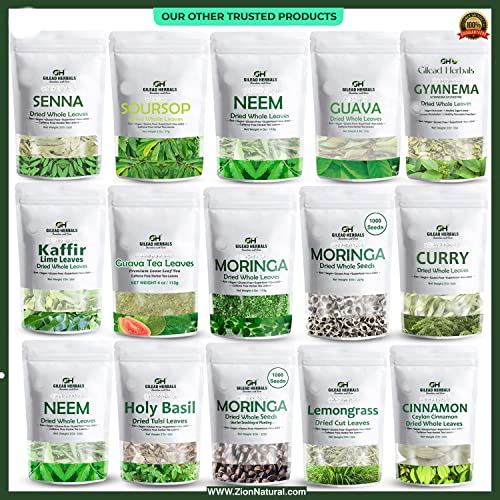 Gilead Herbals Moringa Seeds - 1000+ Seeds Approx.- Wingless Seeds - PKM1 Variety - 8 Oz - Snacking - Planting - Moringa Oleifera Seeds - Malunggay - Semillas De Moringa - Drumstick - Non-GMO