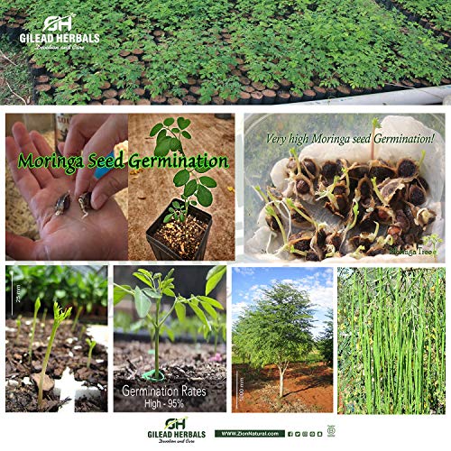 Gilead Herbals Moringa Seeds - 1000+ Seeds Approx.- Wingless Seeds - PKM1 Variety - 8 Oz - Snacking - Planting - Moringa Oleifera Seeds - Malunggay - Semillas De Moringa - Drumstick - Non-GMO