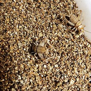 Josh's Frogs Cricket Colony Bundle- Vermiculite Substrate, Food, Ready to Use Water Gel, and Egg Flats (Enough for a 10 Gallon Tank)