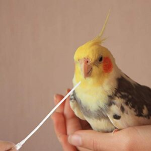 balacoo 5pcs Pet Medicine Feeder Reuseable Plastic Baby Parrot Tablet Dispenser Young Birds Milk Feeding Tube for Small Animals Young Cockatiel Budgie Birds Transparent