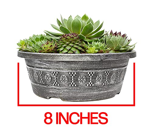 Live Sempervivum Planter Bowl, Sempervivum Succulents Plants, Hens and Chicks Succulent Plants, Sempervivum Plants Succulent Planter, Mini Succulents Plants Hens and Chicks Planter by Plants for Pets