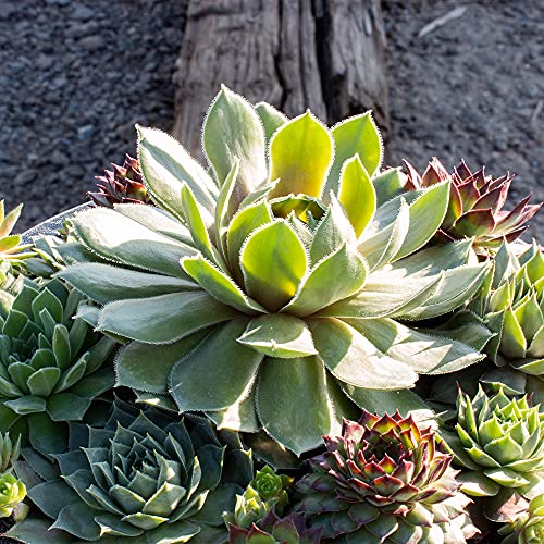 Live Sempervivum Planter Bowl, Sempervivum Succulents Plants, Hens and Chicks Succulent Plants, Sempervivum Plants Succulent Planter, Mini Succulents Plants Hens and Chicks Planter by Plants for Pets