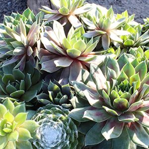 Live Sempervivum Planter Bowl, Sempervivum Succulents Plants, Hens and Chicks Succulent Plants, Sempervivum Plants Succulent Planter, Mini Succulents Plants Hens and Chicks Planter by Plants for Pets