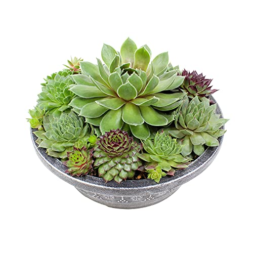 Live Sempervivum Planter Bowl, Sempervivum Succulents Plants, Hens and Chicks Succulent Plants, Sempervivum Plants Succulent Planter, Mini Succulents Plants Hens and Chicks Planter by Plants for Pets