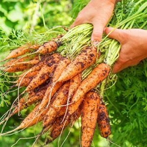 Purely Organic Products Purely Organic Heirloom Carrot Seeds (Scarlet Nantes) - Approx 1800 Seeds